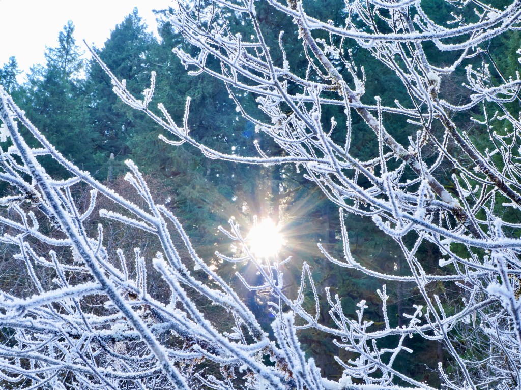 frosty tree branches, evergreens and sun