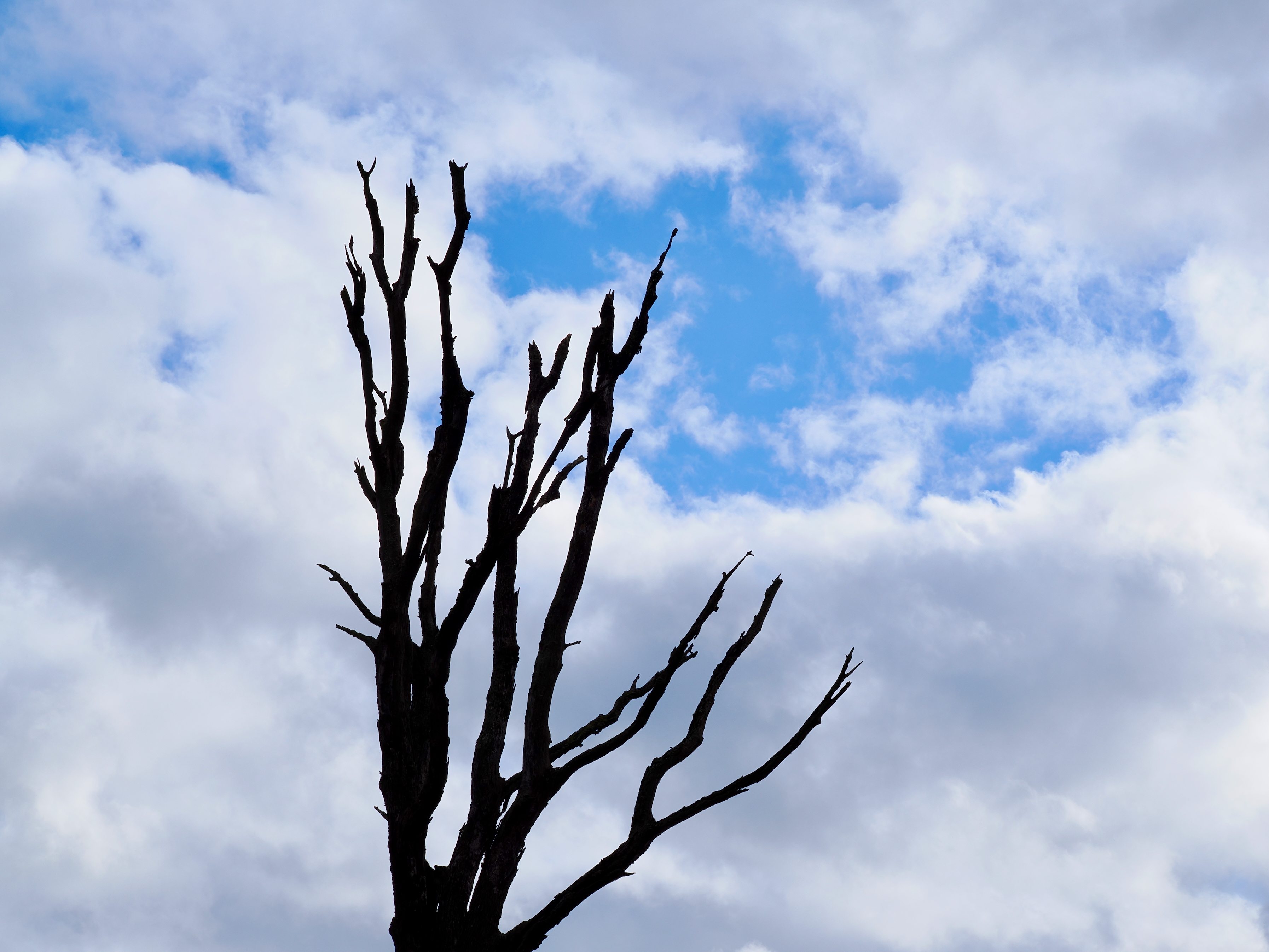 dead tree silhouetted agains blue sky and clouds