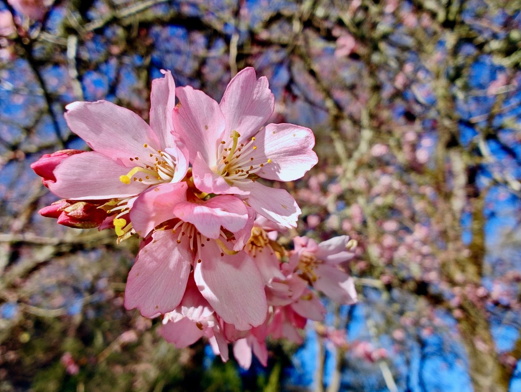 pink cherry blossoms