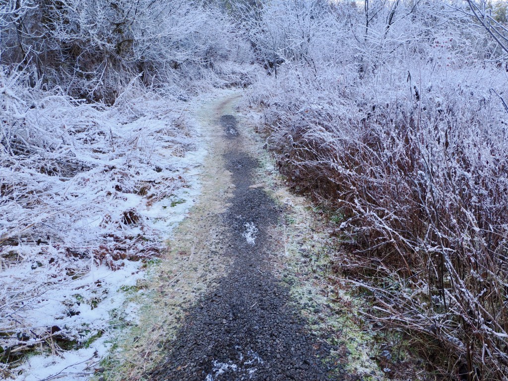 trail through frosty wetlands