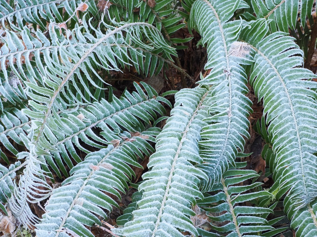 sword ferns covered in frost