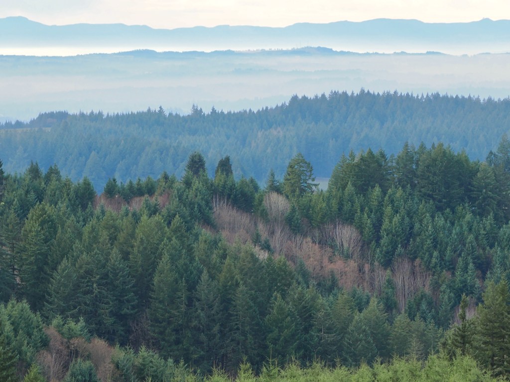 coniferous forest, fog and ridges across the Willamette Valley, OR