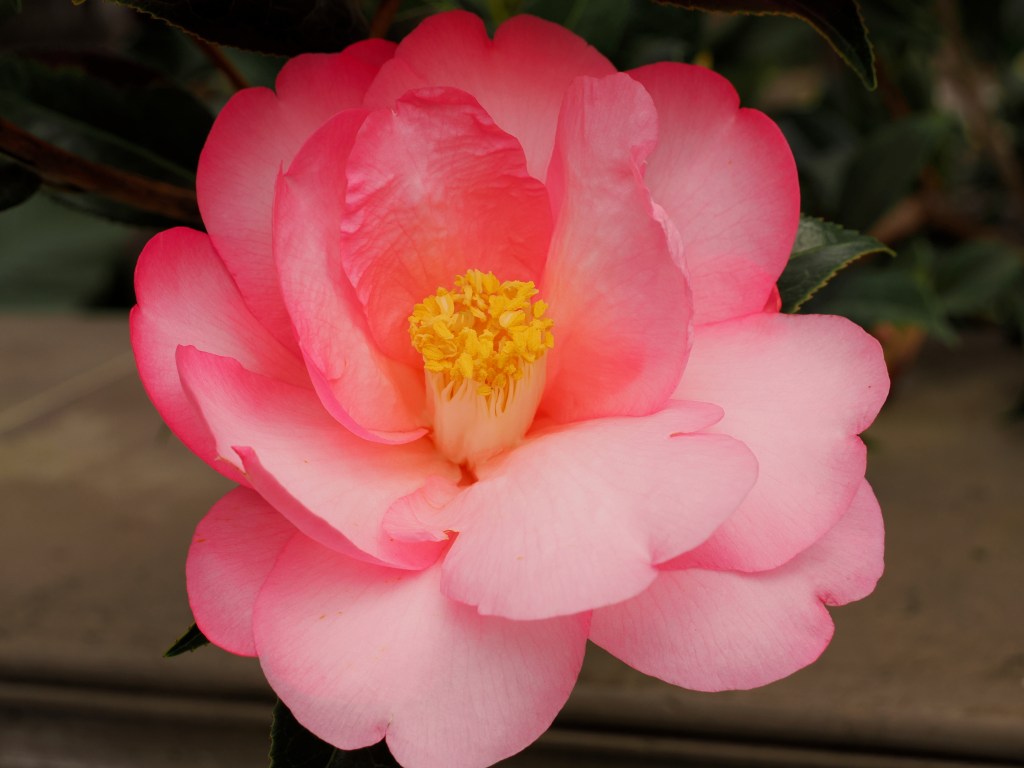 camellia flower blooming