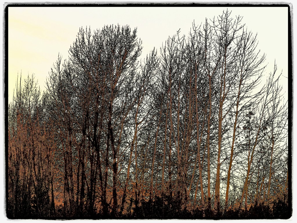 row of bare trees in sunset light
