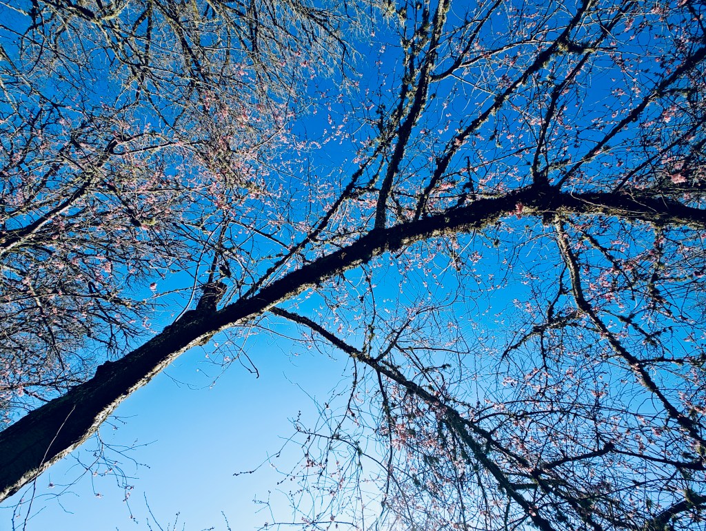 cherry branches and pink blossoms against blue sky