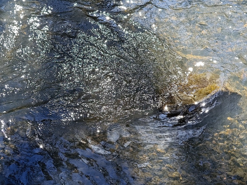 sunlight on creek with rocks and pebbles