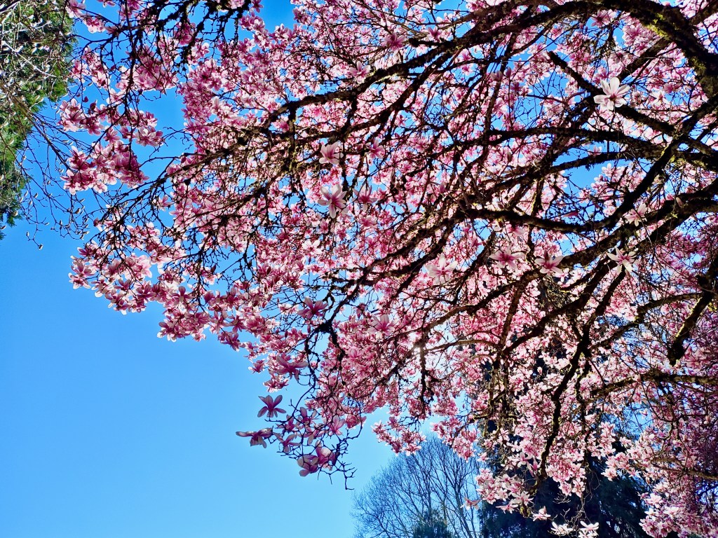 pink magnolia blossoms against blue sky