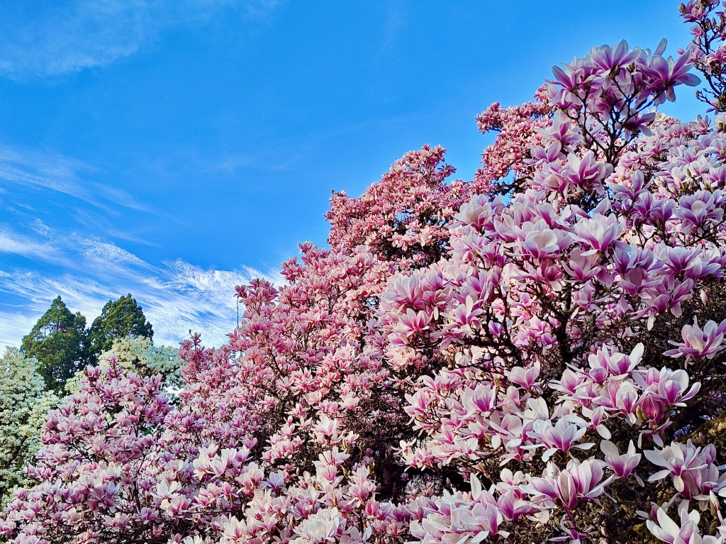 hundreds of pink and white saucer magnolia blossoms and blue sky
