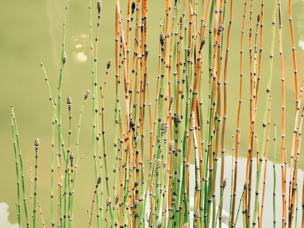 green and tan rushes in pond