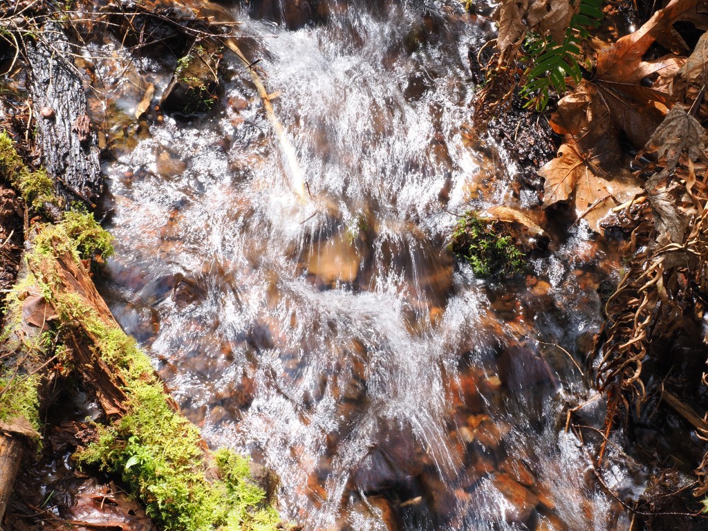 sunlight sparkling on tiny stream