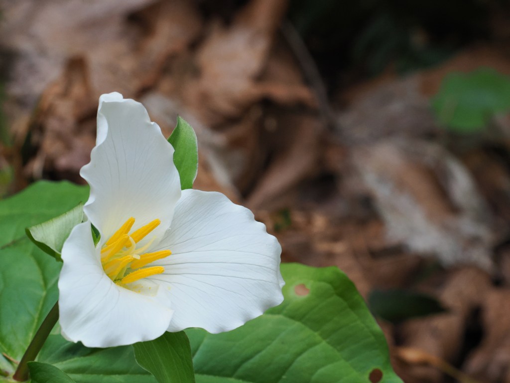 trillium flower and green leaves