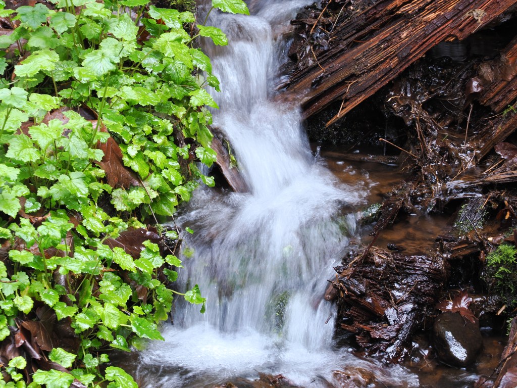 tiny creek splashing downhill nest to green leaves
