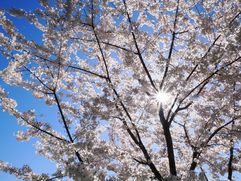 sunburst through white cherry blossoms and blue sky