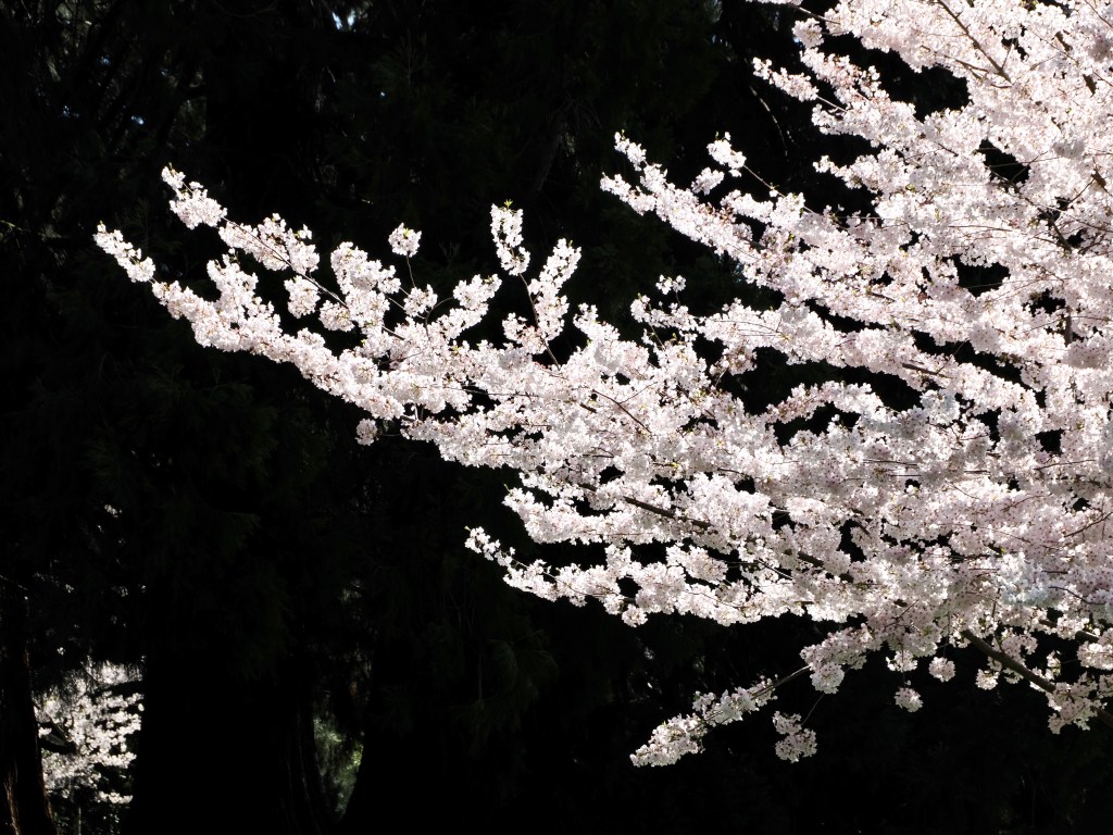 bright white cherry blossoms against black background