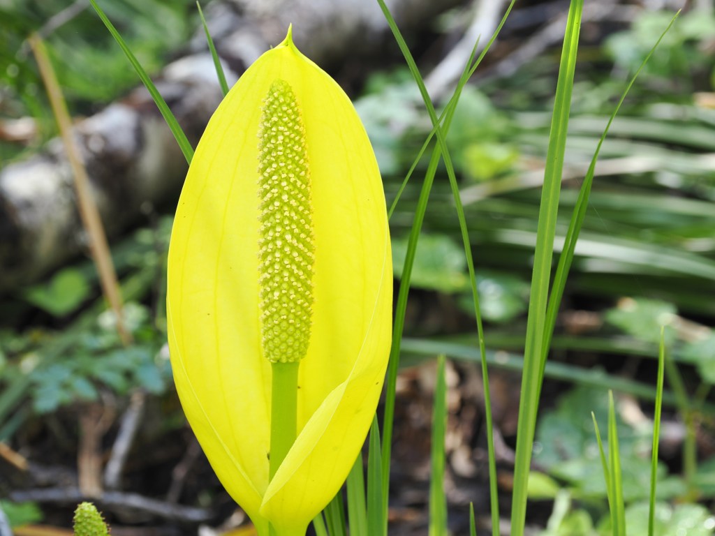 yellow skunk cabbage in bloom