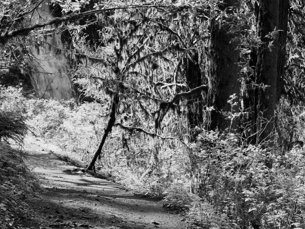 brightly lit forest along trail with waterfall in background