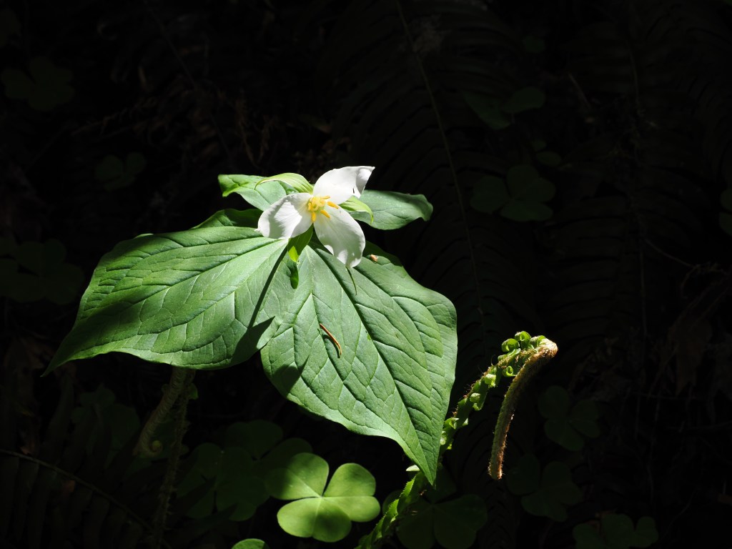 dramatically lit white trillium flower and its green leaves against black background