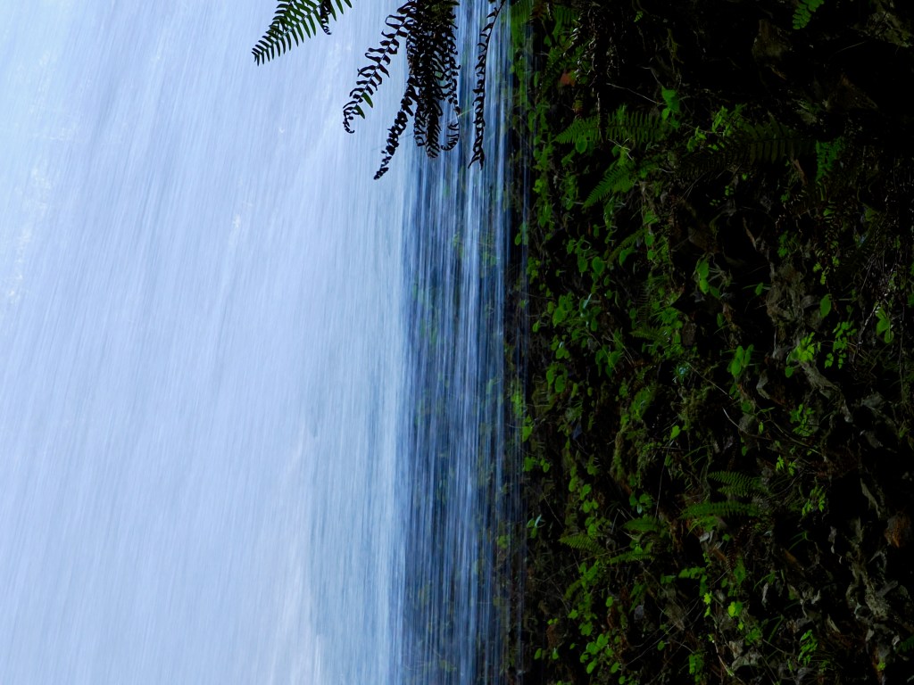 waterfall, ferns and shaded green leaves next to the falls