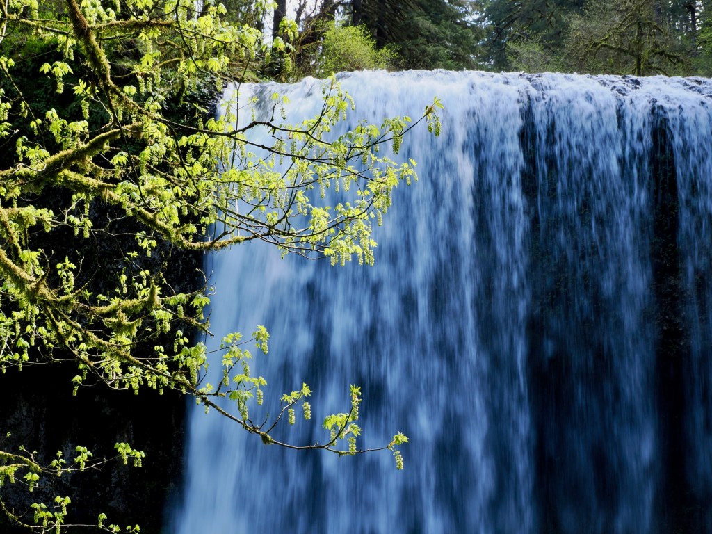 large waterfall and blooming maple tree