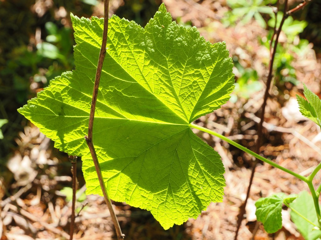 brightly lit green leaf