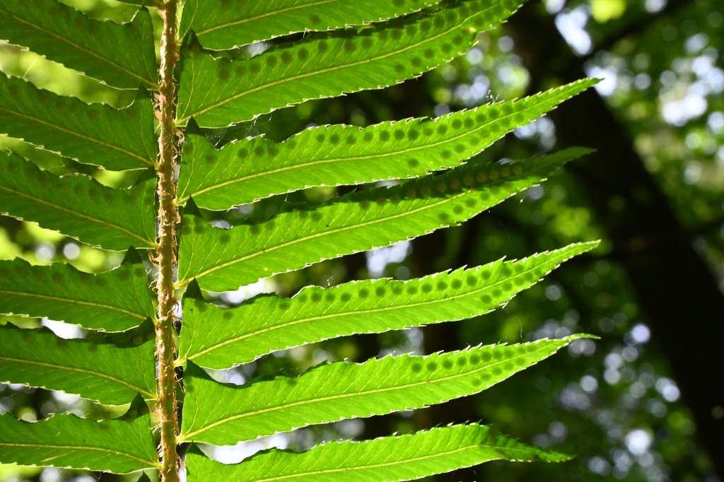 backlit fern in forest