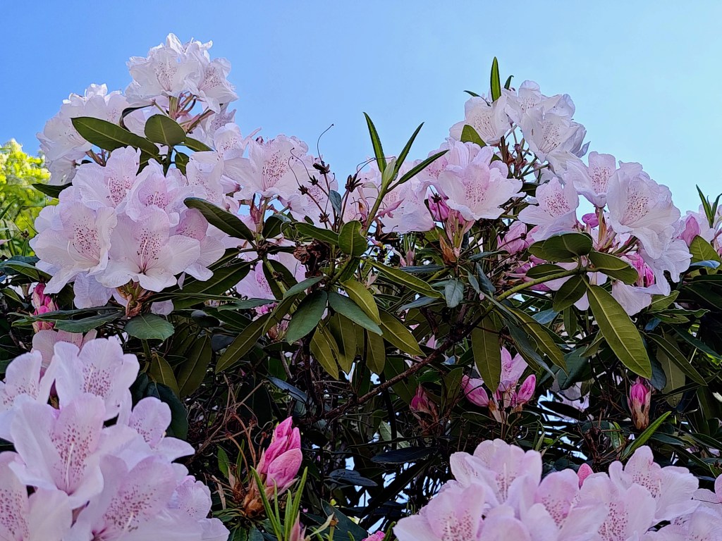 pink rhododendron in bloom