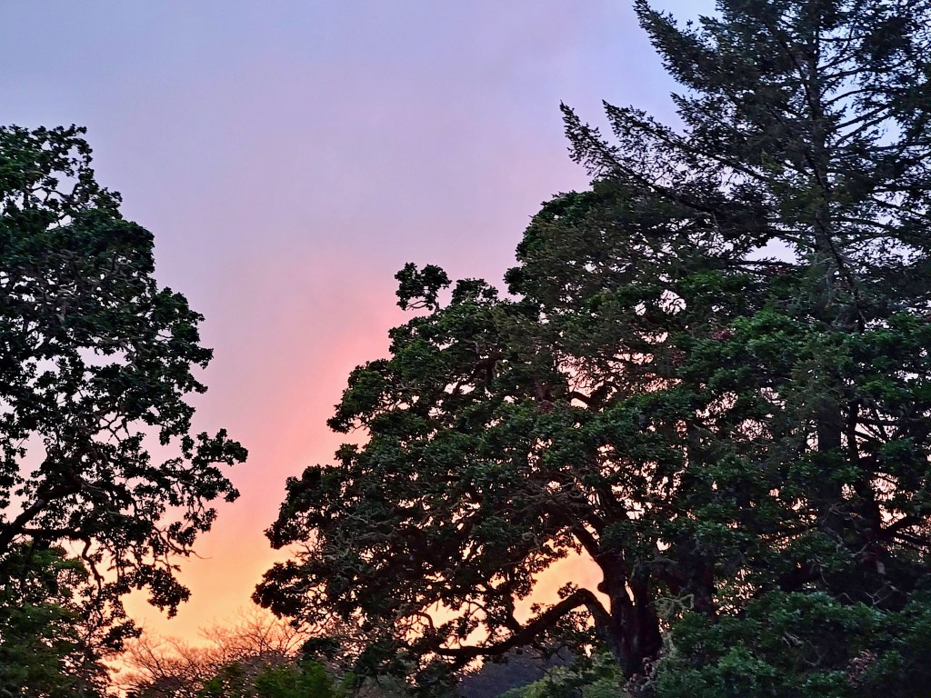 orange glow in sunset sky above trees