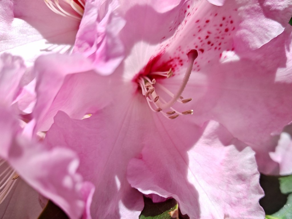 pink rhododendron blossom