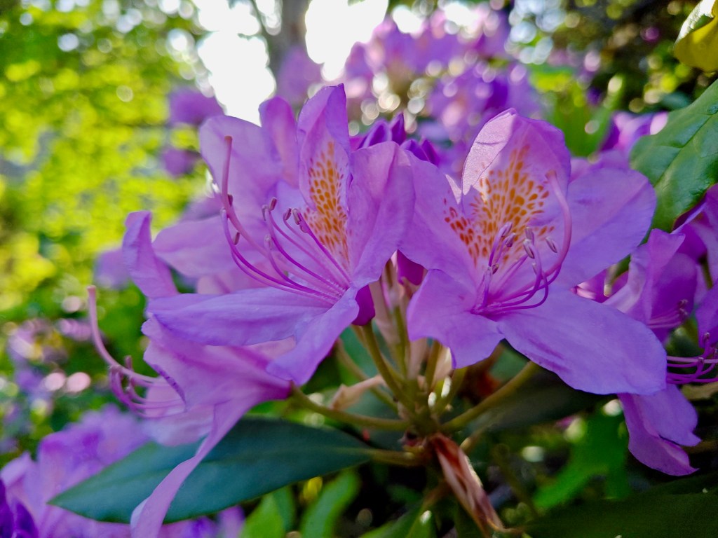 purple rhododendron blossoms