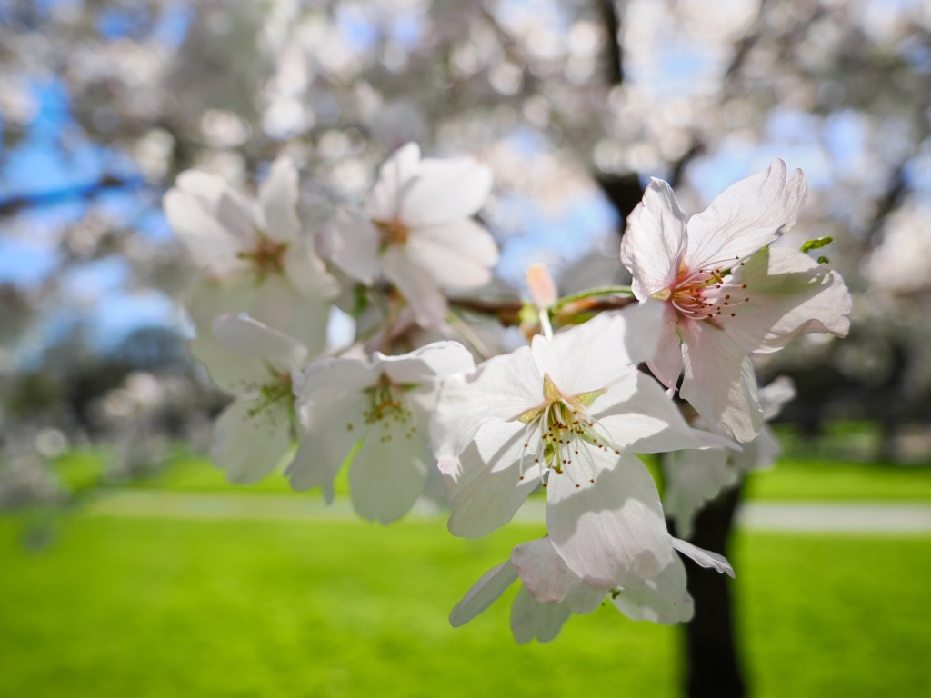 white and pink cherry blossoms