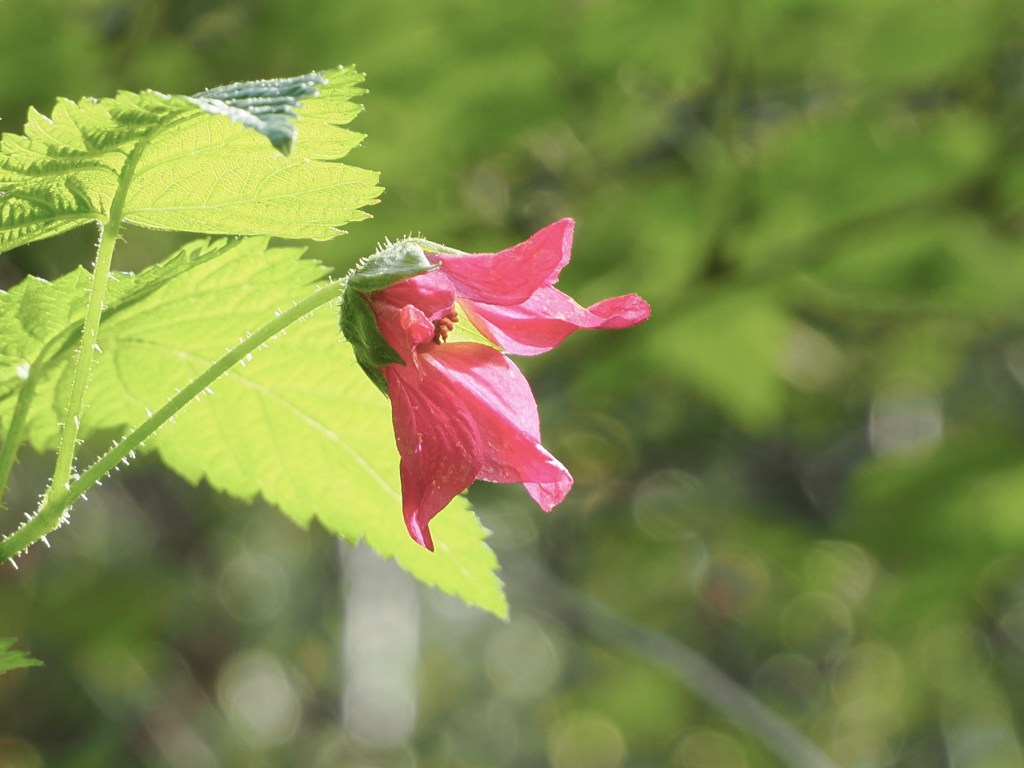 pink salmonberry blossom