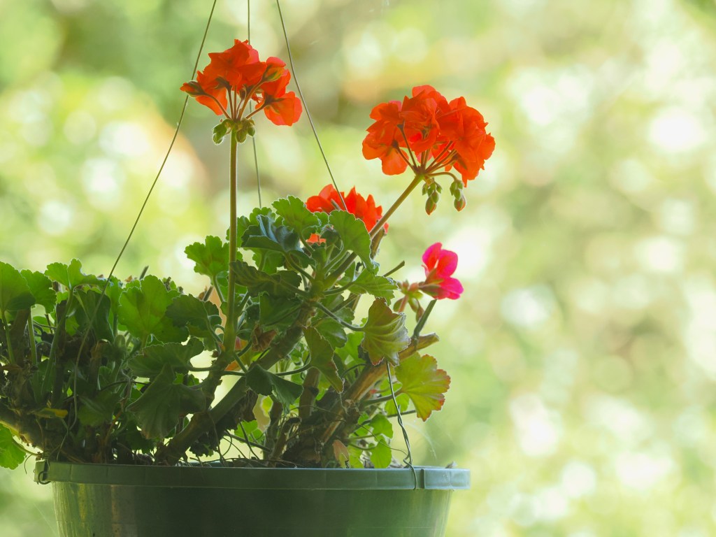 hanging basket of blooming orange geraniums