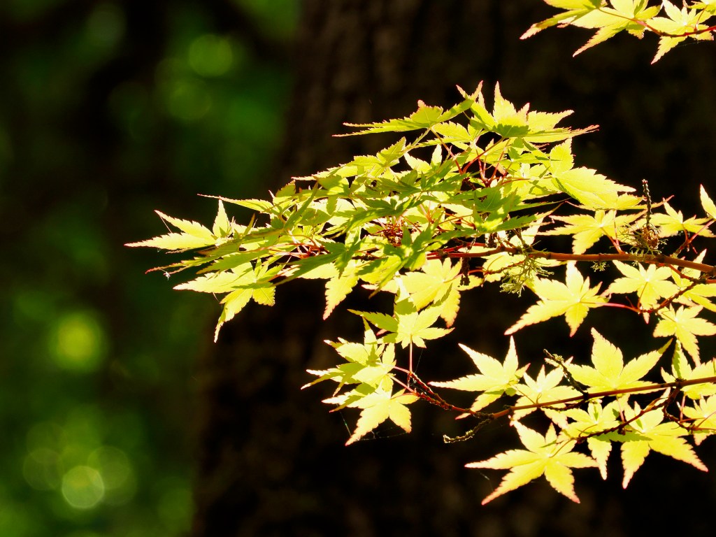 Japanese maple leaves