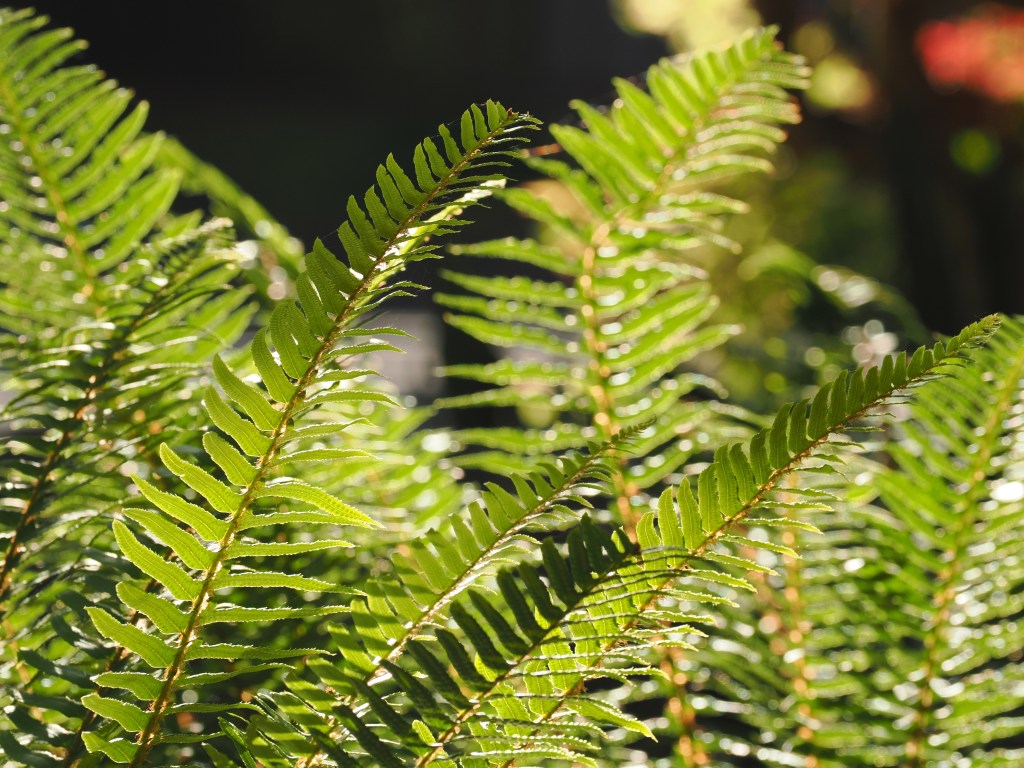 sword ferns