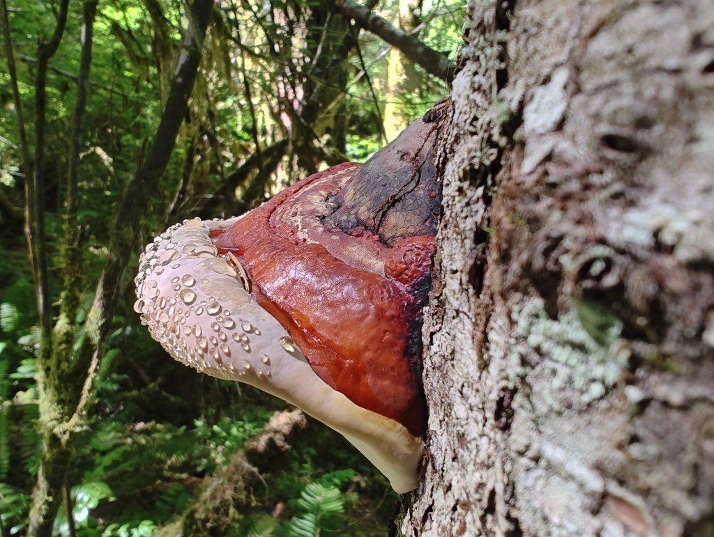 large shelf fungus on tree trunk
