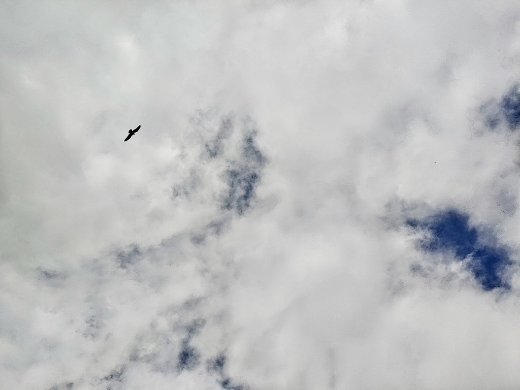 clouds and soaring bird