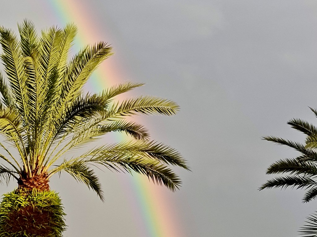 palm trees and rainbow