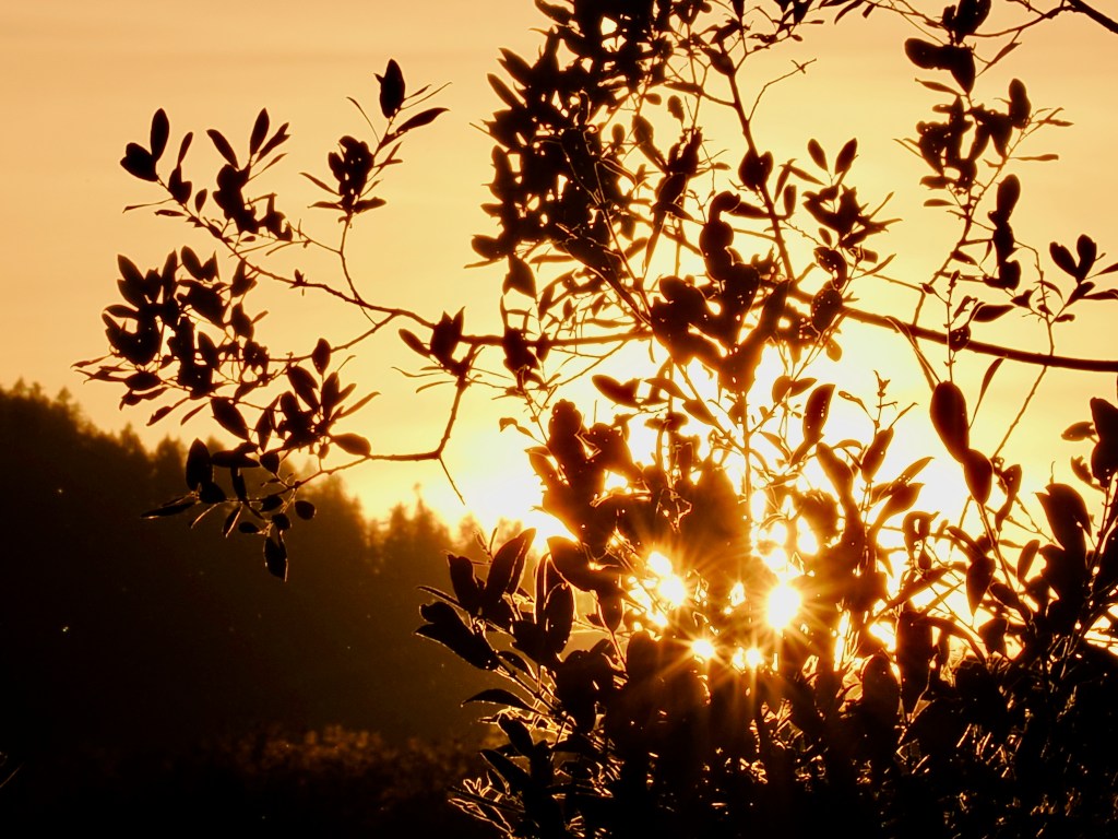 setting sun glowing through shrub
