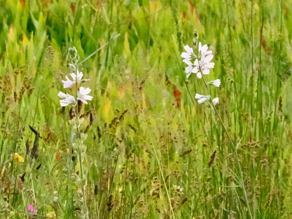 meadow of green grass and flowers