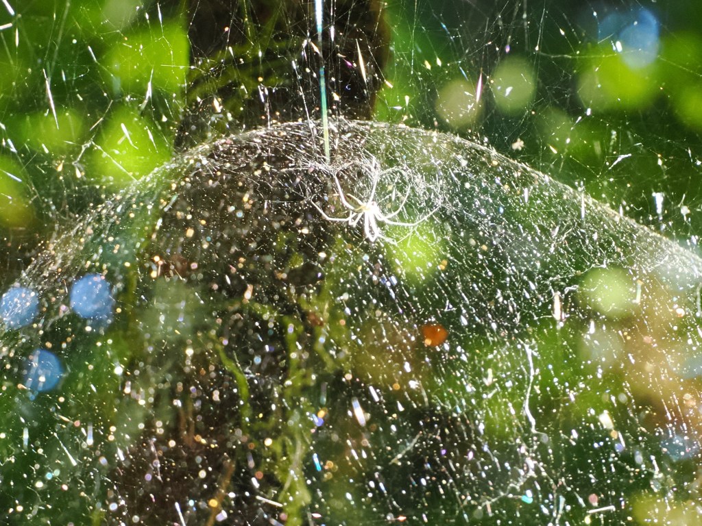 translucent spider in dome-shaped web with green forest background