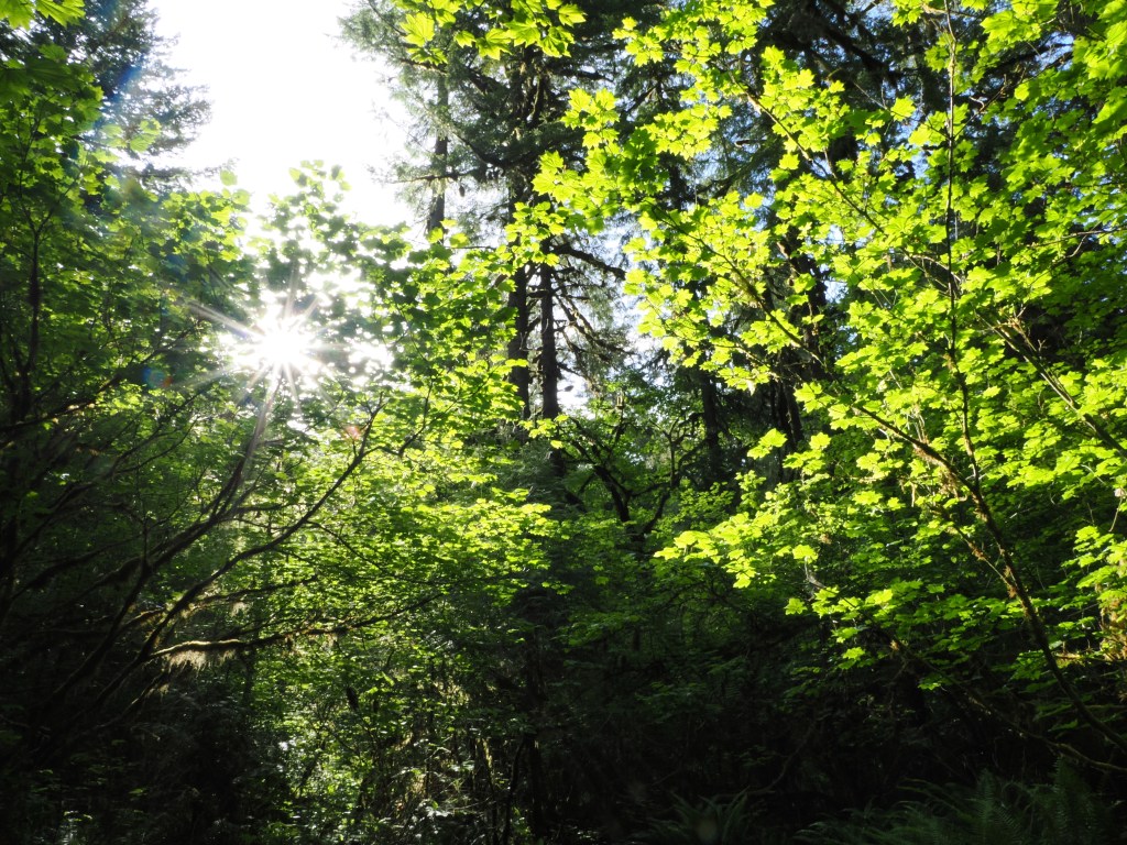 bright green foliage illuminated by sun