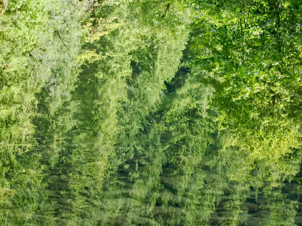 reflection of green forest in river