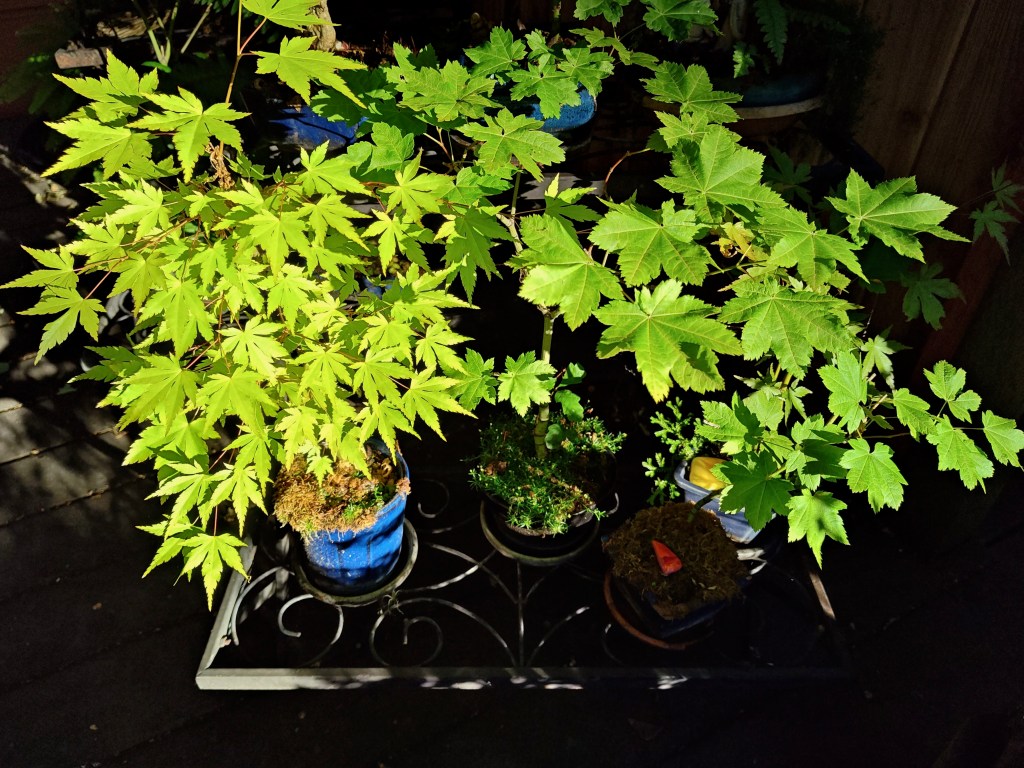bright green bonsai maple leaves