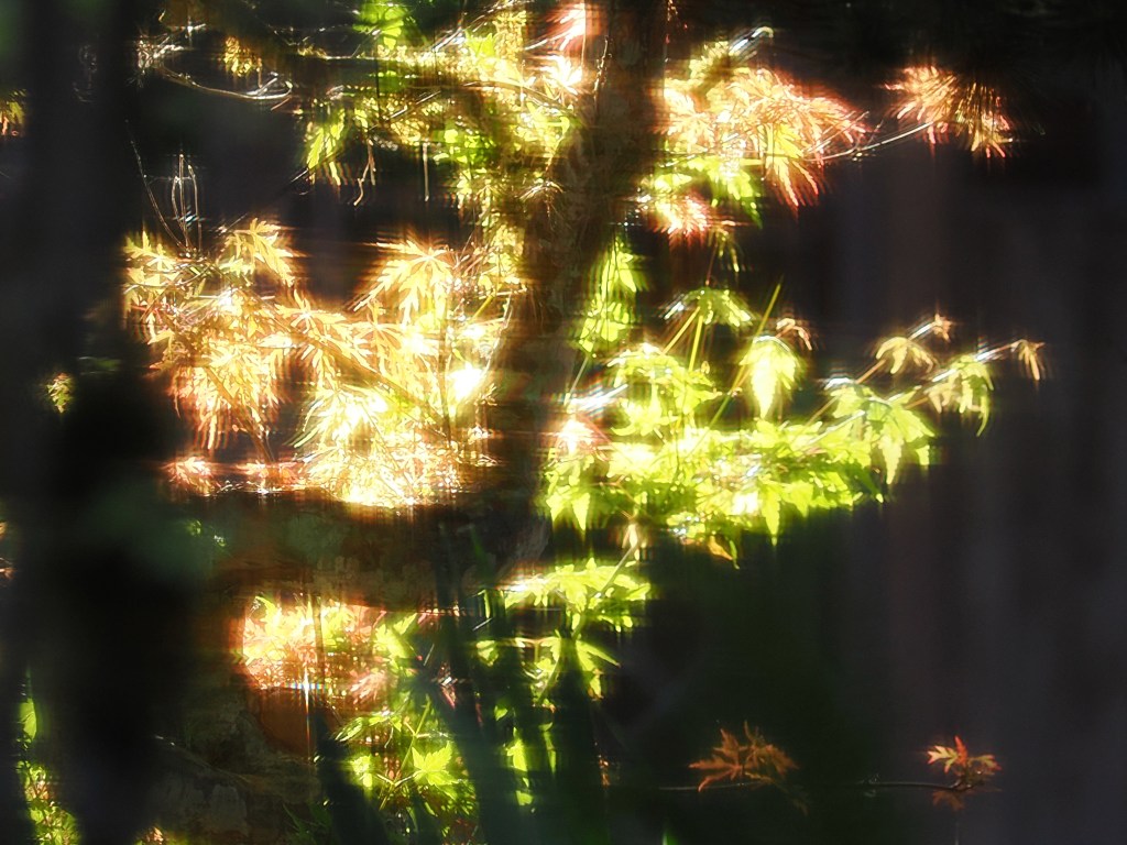 backlit maple tree viewed through screen door