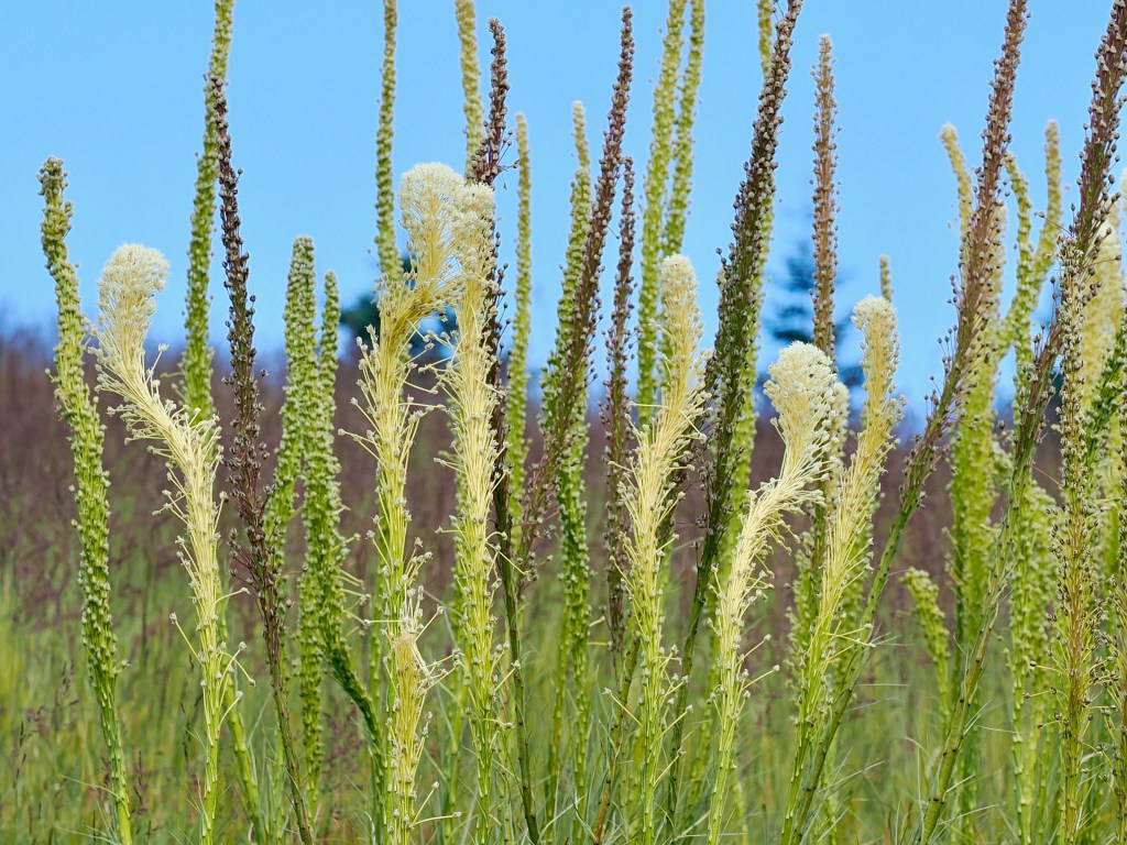 beargrass in meadow