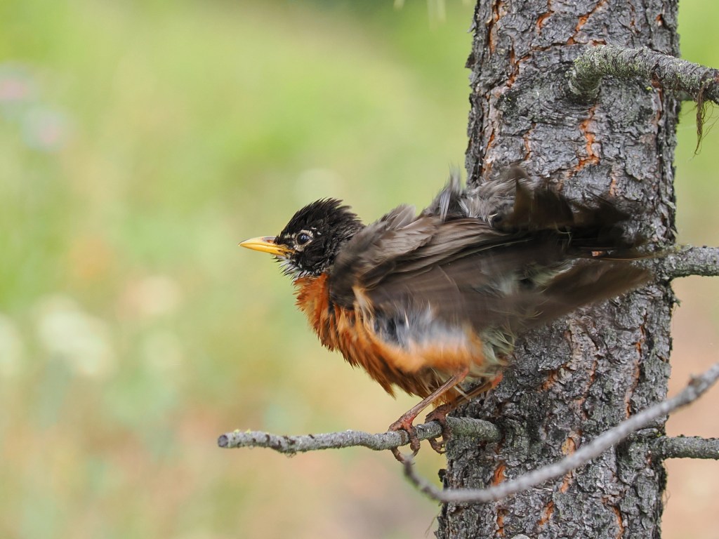 robin shaking to dry feathers
