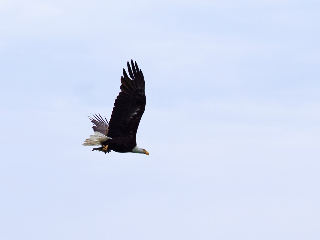 bald eagle carrying fish