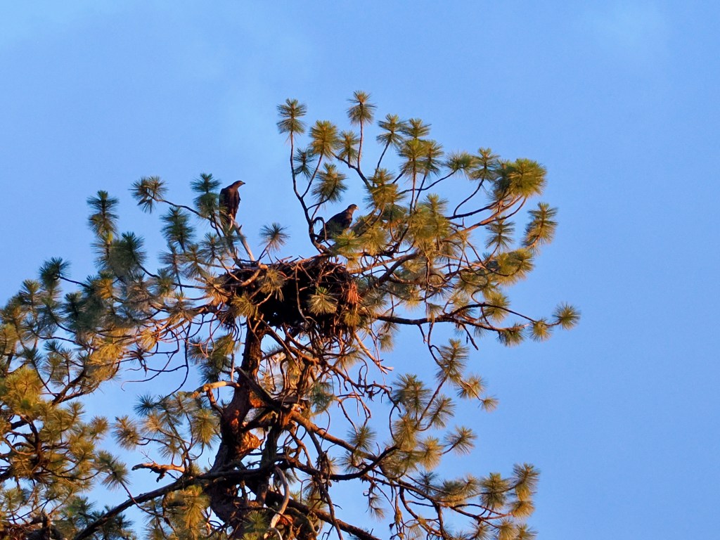 two young bald eagles perched above nest