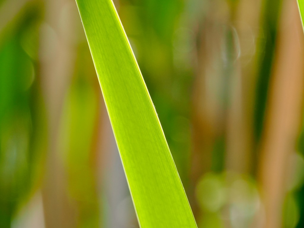 green cattail blade in wetlands