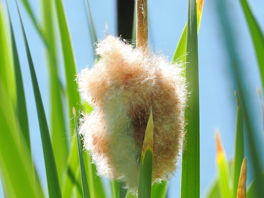fluffy cattail seed head